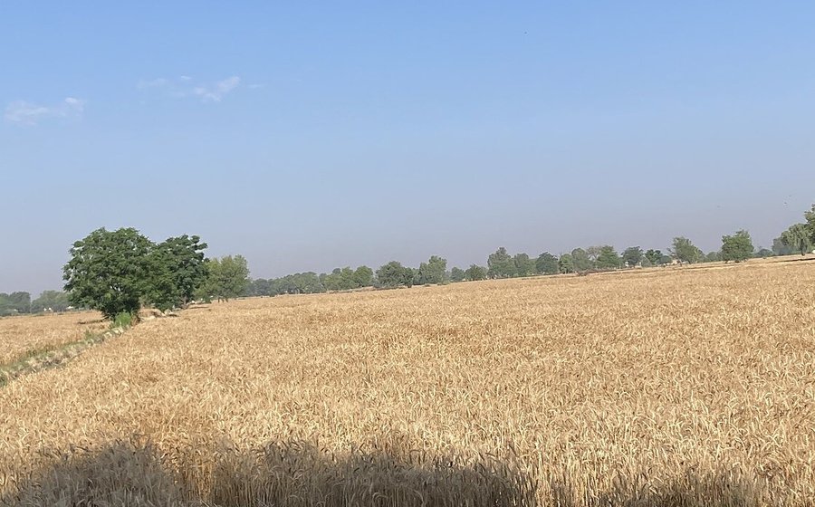 Golden grain field ready for harvest